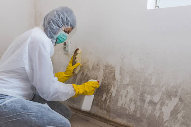 Best HVAC Mold Remediation in Perry, IA