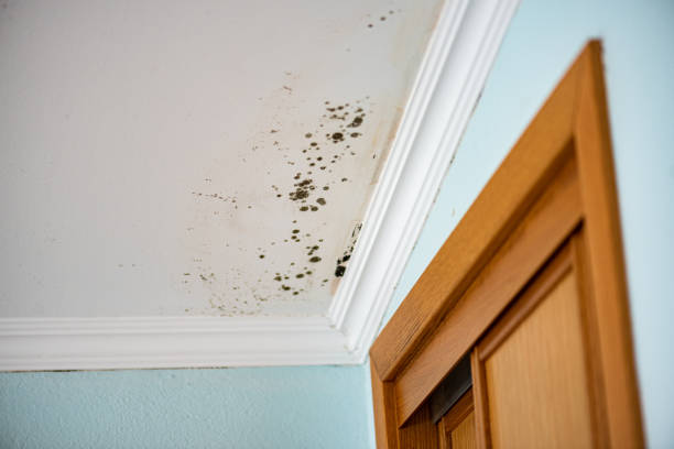 Best Kitchen Mold Remediation in Perry, IA